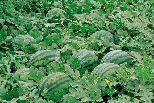 捧瓜怎么吃,捧瓜的多样食法探索