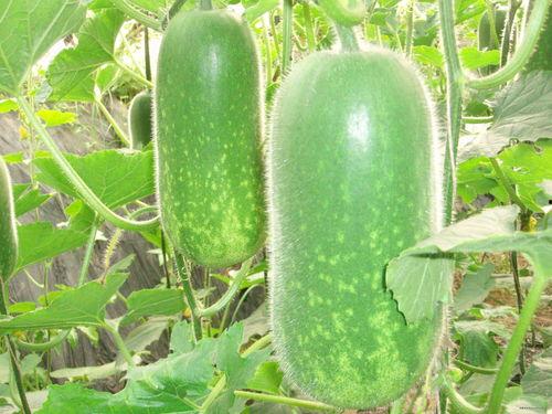 寝室玻璃碎了吃瓜,揭秘寝室碎裂背后的故事