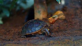 乌龟可以吃小瓜吗,小瓜能否成为其美食佳肴？