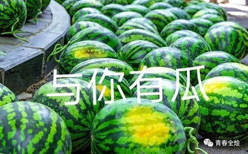 吃瓜大学全部,揭秘校园里的热点事件与趣味故事