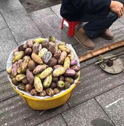 隆回县吃瓜,瓜果飘香，品味田园生活