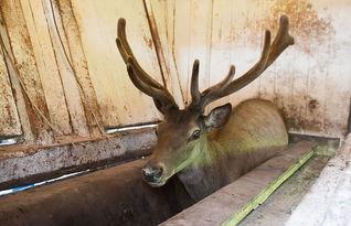 温州赤鹿吃瓜,一场与瓜果的奇妙邂逅