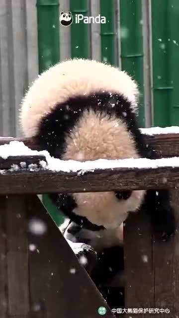 吃瓜小熊中戏,揭秘中戏风云录