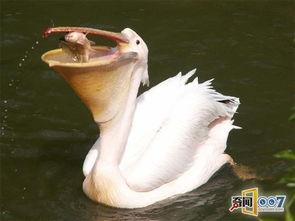 带你吃瓜奇葩鸟类