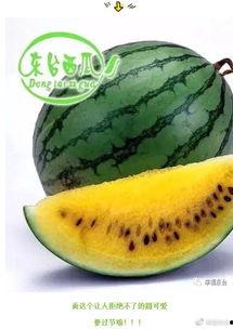 吃瓜集合图集,吃瓜群众的欢乐时光