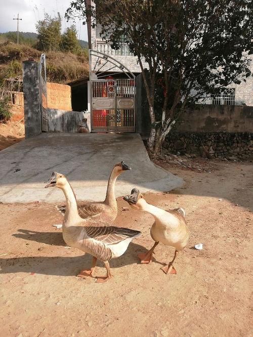 吃瓜鹅的公司,揭秘互联网时代下的新型娱乐公司