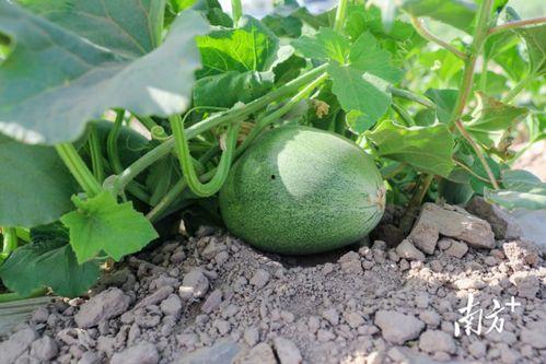 广州哪里吃红瓜