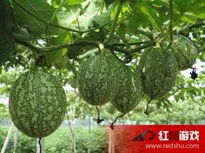 潮汕吃吊瓜,传统与创新交融的味蕾盛宴