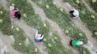 峡谷吃瓜群众视频,揭秘热门游戏背后的趣味故事