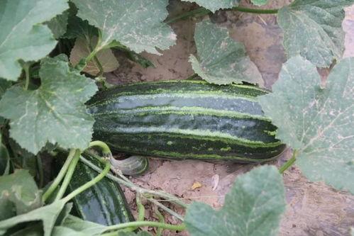 英国瓜哪里吃,探寻最佳食用时刻与方式