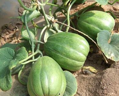 香瓜视频吃瓜网站,揭秘热门吃瓜网站背后的精彩故事