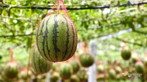 南宁东吃瓜,一场热闹非凡的吃瓜盛宴