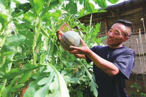 凤桐苑吃瓜,一场吃瓜盛宴背后的故事