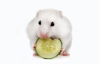 仓鼠可以吃美容瓜嘛,美容瓜的适宜性解析
