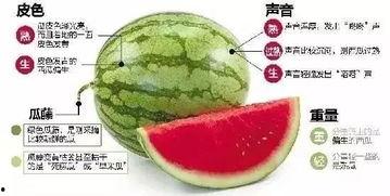 吃瓜微信聊天吃瓜,网络社交中的“瓜田”奇观