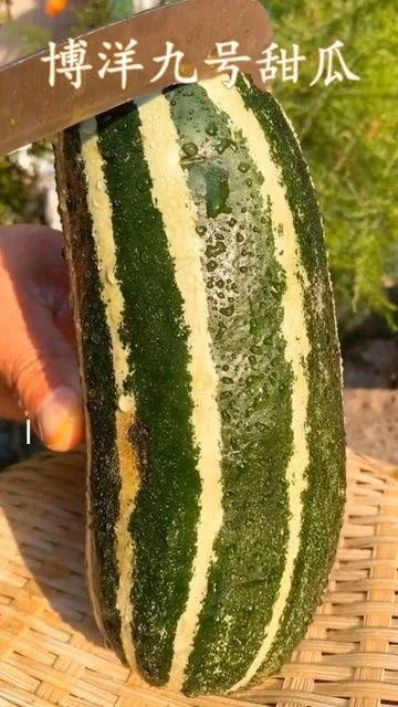 瓜熟了去你家吃,共享丰收喜悦——邀您共赴我家品鉴美食之旅