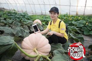 甘南吃瓜,探寻甘南特色美食之旅