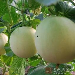 吃瓜过敏嗓子痒,揭秘过敏源与应对策略