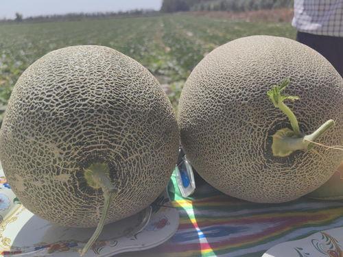 哈密 吃 哈密瓜,探寻新疆哈密的甜蜜诱惑