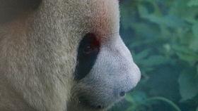 么么儿吃瓜,揭秘娱乐圈那些不为人知的幕后故事