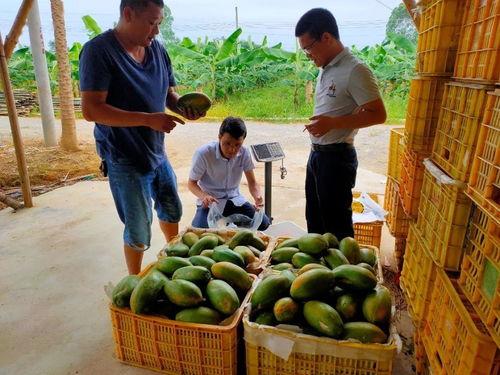 安静吃瓜就好,轻松吃瓜指南