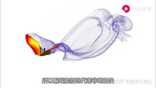 蝙蝠吃瓜视频,揭秘蝙蝠的独特饮食习惯