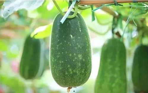 吃瓜发疯文,揭秘吃瓜发疯文的疯狂魅力