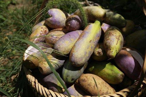 漳州永泰吃瓜,夏日吃瓜盛宴，尽享清凉夏日时光