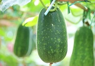 五莹草吃瓜,探寻古老草本与夏日清凉的完美邂逅