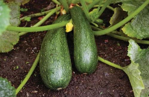 秋不食瓜怎么吃,告别“秋不食瓜”，探索秋季健康饮食新选择