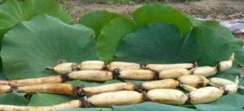 佛手瓜能跟莲藕一起吃吗