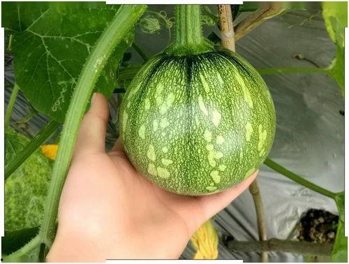 贵州吃小瓜视频,舌尖上的乡愁与风情