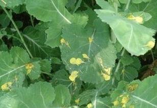 寂然树叶吃瓜,寂然树叶的瓜界奇遇记