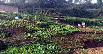 森林公园吃瓜,清凉一夏，共享自然美味