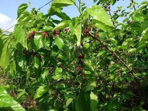 槐树凹吃瓜,揭秘吃瓜群众的欢乐盛宴