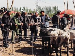 吃瓜大巴扎,一场味蕾与文化的盛宴