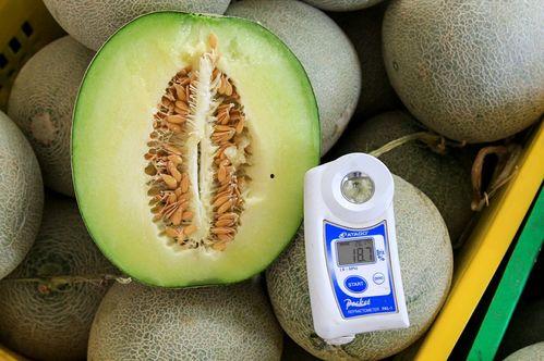 奶香蜜瓜如何吃