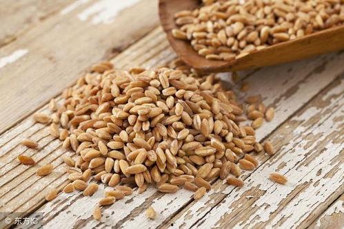 吃瓜少女丁小麦