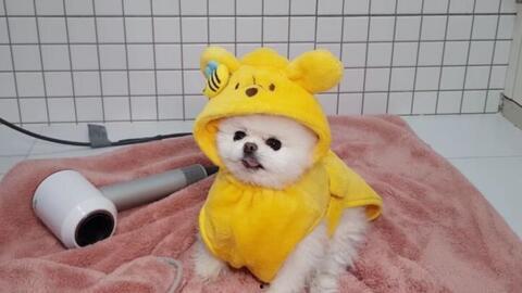 哈士奇吃瓜的好处,解锁狗狗清凉消暑新姿势