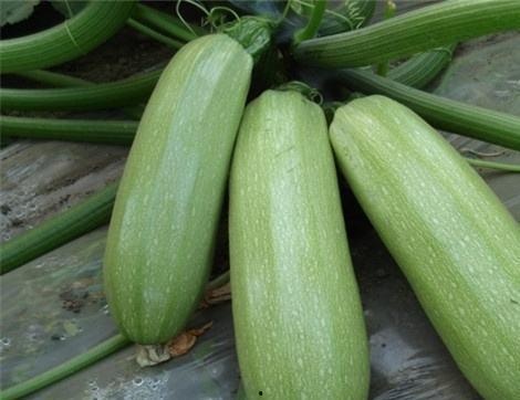 吃贝贝瓜有什么作用,滋养身心，健康生活新选择