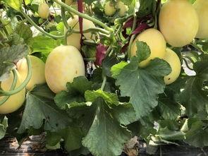 周末吃瓜吧图片,图解娱乐圈热点事件