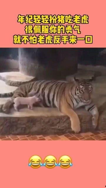 扮猪吃老虎吃瓜,吃瓜群众的智慧与洞察