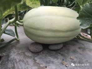 魏水县城吃瓜,夏日炎炎，吃瓜群众欢乐多